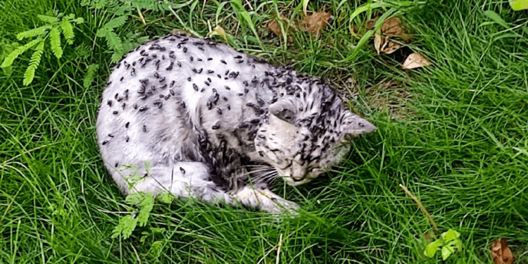 “A Cry That Couldn’t Be Heard: The Dying Cat Left Alone in Her Last Moments”