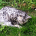 “A Cry That Couldn’t Be Heard: The Dying Cat Left Alone in Her Last Moments”