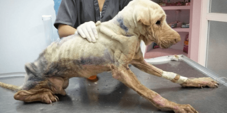 “A Life of Misery, but His Will to Survive Gave Him the Happiness He Deserved”