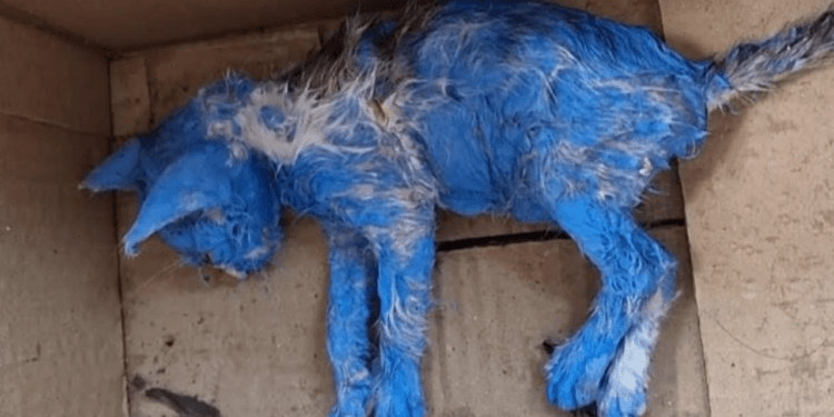 “Used and Abandoned: Painted Blue for Their Entertainment, Left to Weep in the Rain”