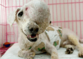 “A Sick Dog with No One to Turn To: Hospitals Reject Her, Leaving Her to Suffer in Silence”