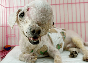“A Sick Dog with No One to Turn To: Hospitals Reject Her, Leaving Her to Suffer in Silence”