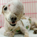 “A Sick Dog with No One to Turn To: Hospitals Reject Her, Leaving Her to Suffer in Silence”