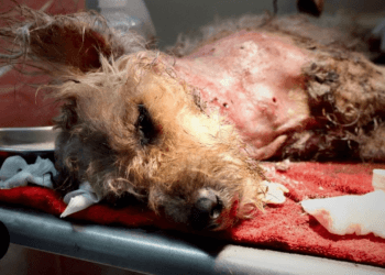 “Trapped in Agony: A Survivor of a Savage Attack, Littered with Maggot-Infested Bites”
