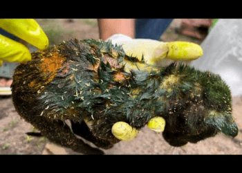 Silent Suffering: The Heartbreaking Rescue of Puppies Left to Fend for Themselves, Covered in Maggots”