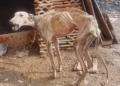 “Surviving Hell: Dog Rescued After 10 Years of Neglect, Now Desperate for a Chance at Life!”