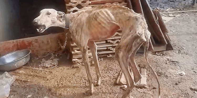 “Surviving Hell: Dog Rescued After 10 Years of Neglect, Now Desperate for a Chance at Life!”