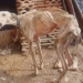“Surviving Hell: Dog Rescued After 10 Years of Neglect, Now Desperate for a Chance at Life!”