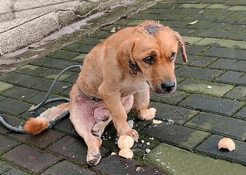 “Desperation on Four Paws: Stray Dog Crawls with Broken Legs, Eyes Flooded with Tears of Suffering”