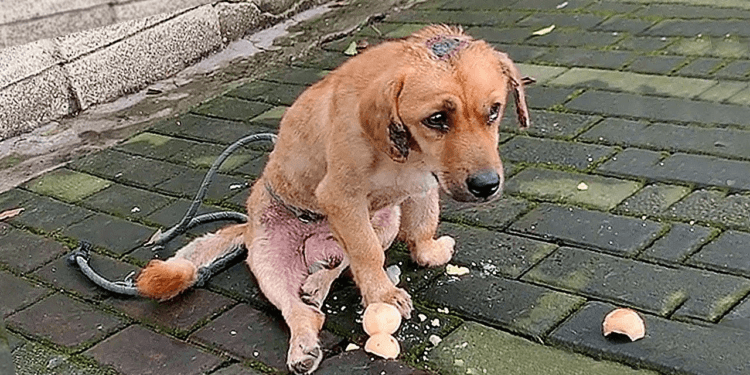 “Desperation on Four Paws: Stray Dog Crawls with Broken Legs, Eyes Flooded with Tears of Suffering”