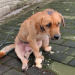“Desperation on Four Paws: Stray Dog Crawls with Broken Legs, Eyes Flooded with Tears of Suffering”