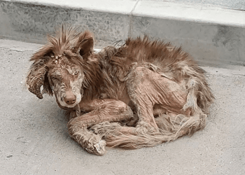 “The Redemption of a Red Alaska Dog: From Illness and Pain to Hope and Healing in the Hands of an Angel”