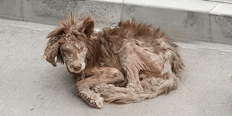 “The Redemption of a Red Alaska Dog: From Illness and Pain to Hope and Healing in the Hands of an Angel”