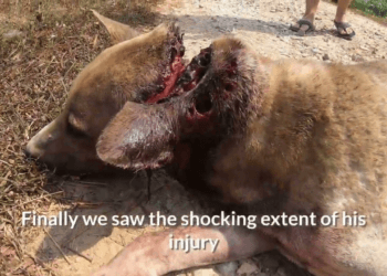 “From the Brink of Death to Hope: The Incredible Story of a Dog’s Survival and New Beginning”