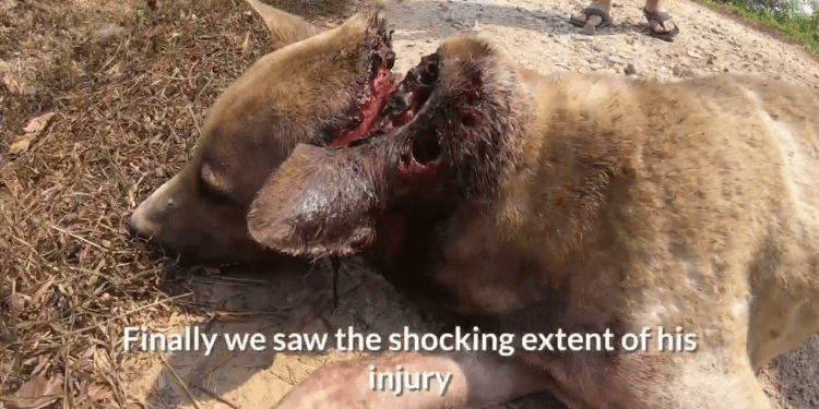 “From the Brink of Death to Hope: The Incredible Story of a Dog’s Survival and New Beginning”