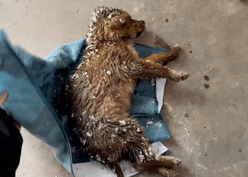 “A Cold Fate: I Couldn’t Ignore the Frozen Dog Lying in the Snow, Despite My Dislike for Animals”