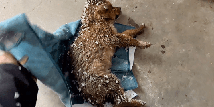 “A Cold Fate: I Couldn’t Ignore the Frozen Dog Lying in the Snow, Despite My Dislike for Animals”