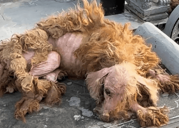“The Devotion That Never Fades: A Dog’s Solitude at His Owner’s Final Rest”