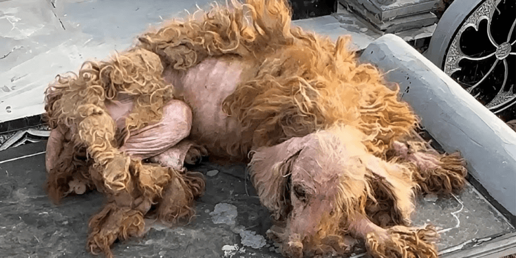 “The Devotion That Never Fades: A Dog’s Solitude at His Owner’s Final Rest”