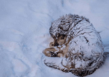 “Abandoned in -20°C: A Puppy’s Last Struggle Against the Freezing Snow”
