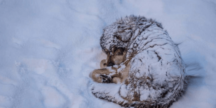 “Abandoned in -20°C: A Puppy’s Last Struggle Against the Freezing Snow”