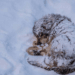 “Abandoned in -20°C: A Puppy’s Last Struggle Against the Freezing Snow”