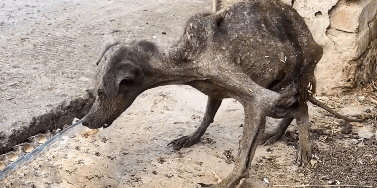 The Pain of Never Being Loved Before, and the Quiet Peace She Found Sleeping in My Arms