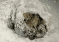 “Lying in the Snow: The Heartbreaking Cry of a Wounded Animal Awaiting Death”