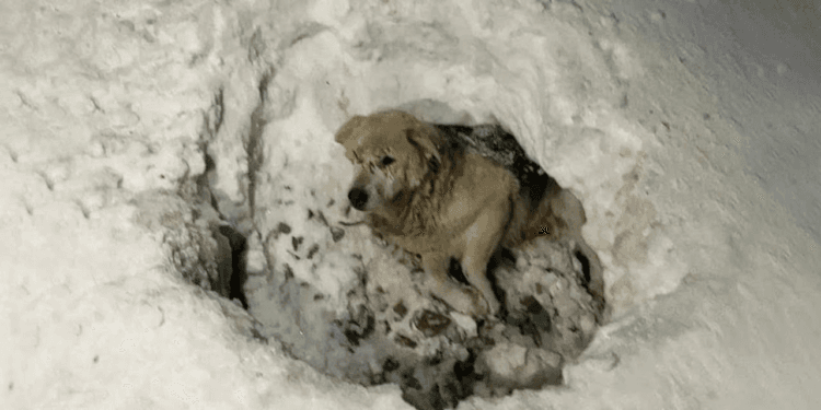 “Lying in the Snow: The Heartbreaking Cry of a Wounded Animal Awaiting Death”