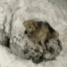 “Lying in the Snow: The Heartbreaking Cry of a Wounded Animal Awaiting Death”