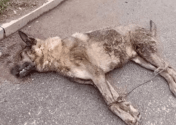“A Cry for Help: The Silent Suffering of a Creature Trapped with Wounds and Tied Legs”