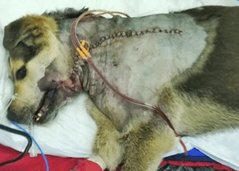 “The Price of Loneliness: She Just Wanted Friends, But This Was the Result”