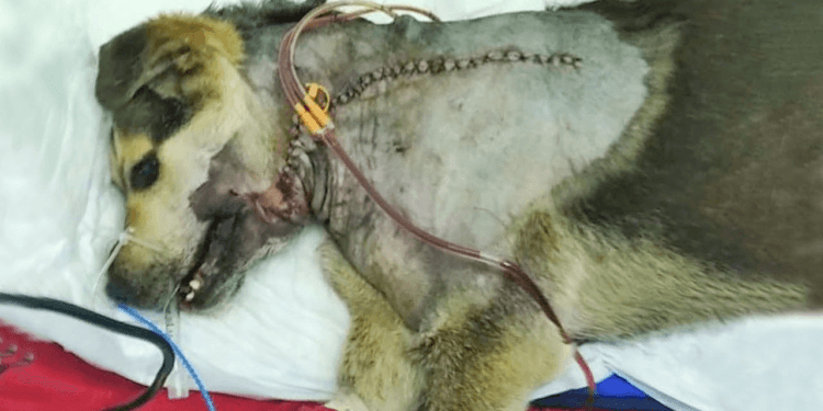 “The Price of Loneliness: She Just Wanted Friends, But This Was the Result”