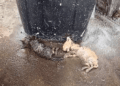 “Abandoned and Helpless: Two Kittens Pass Out by the Trash, Their Weak Cries for Help”