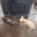 “Abandoned and Helpless: Two Kittens Pass Out by the Trash, Their Weak Cries for Help”