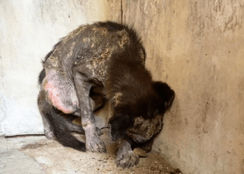 “A Month of Shadows: How a Baby Animal Was Terrified by the Light After Being Locked Away”