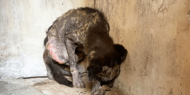 “A Month of Shadows: How a Baby Animal Was Terrified by the Light After Being Locked Away”