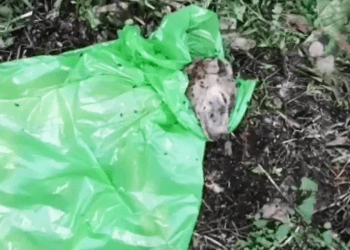 “Suffocated by Sorrow: The Heart-Wrenching Story of a Dog Left in a Bag, Crying and Crawling with Maggots”