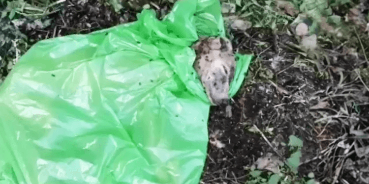 “Suffocated by Sorrow: The Heart-Wrenching Story of a Dog Left in a Bag, Crying and Crawling with Maggots”