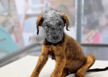 “Suffering in Silence: The Heart-Wrenching Moment a Puppy Begs for Food After Being Burned”