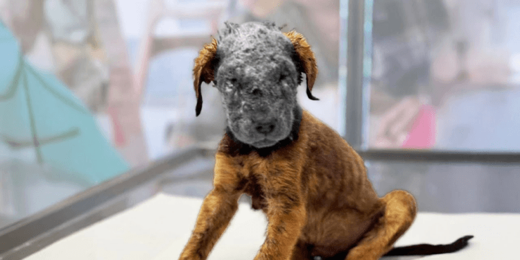 “Suffering in Silence: The Heart-Wrenching Moment a Puppy Begs for Food After Being Burned”