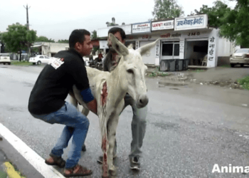 “Rescue of a Lifetime: The Story of a Donkey Bleeding on the Road, Saved from a Grim Fate”