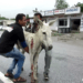 “Rescue of a Lifetime: The Story of a Donkey Bleeding on the Road, Saved from a Grim Fate”