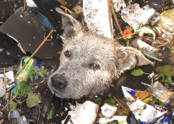 “10 Incredible Rescues That Show the True Power of Compassion for Animals”