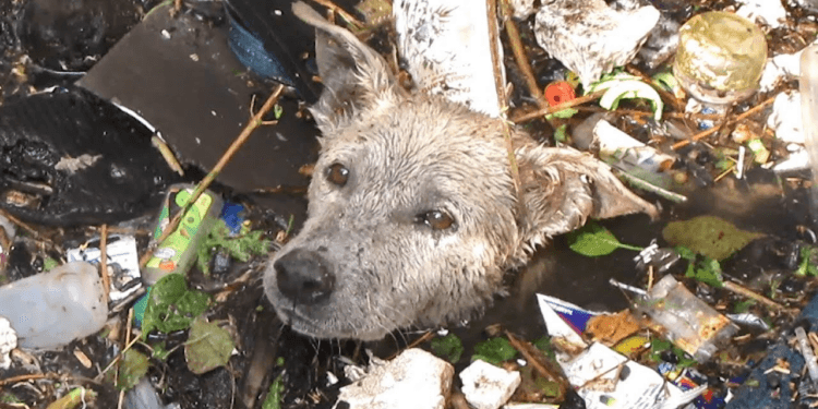 “10 Incredible Rescues That Show the True Power of Compassion for Animals”