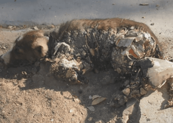 “Stuck and Suffering: The Heart-Wrenching Rescue of a Puppy Trapped in Tar”