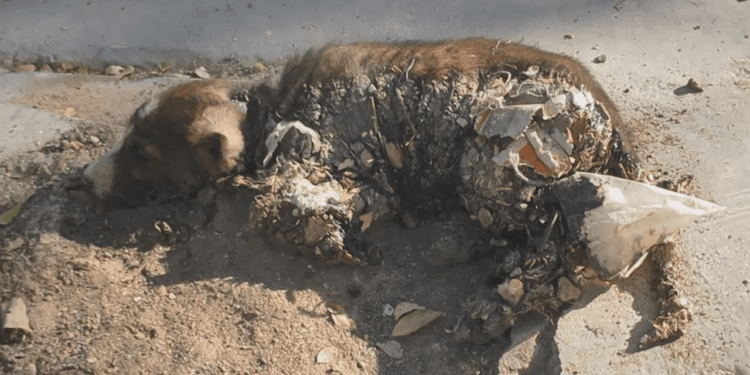 “Stuck and Suffering: The Heart-Wrenching Rescue of a Puppy Trapped in Tar”