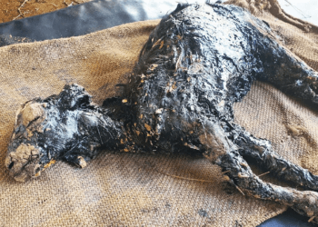“Frozen in Tar, a Baby Goat’s Desperate Cry for Help—And the Rescue That Saved Her Life”