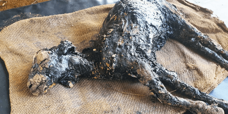 “Frozen in Tar, a Baby Goat’s Desperate Cry for Help—And the Rescue That Saved Her Life”