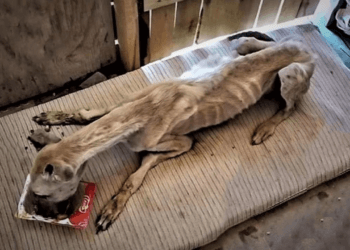 “Left to Starve and Shunned by the Town—This Dog Can’t Stop Eating After Being Rescued”